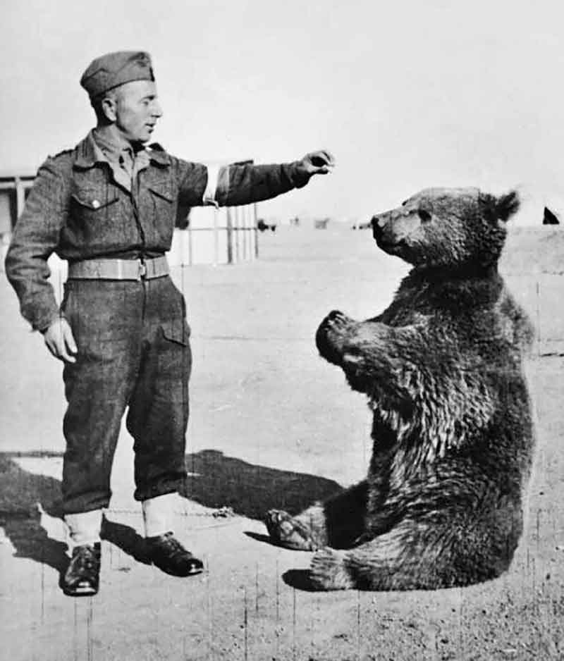 L'orso Wojtek